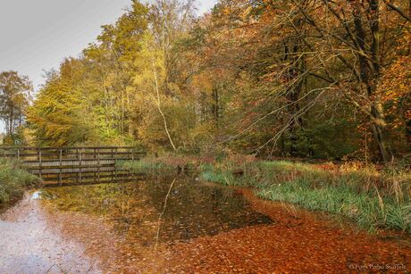 Herfstkleuren in het Waterloopbos