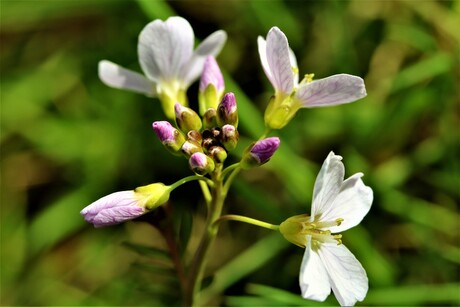 Pinksterbloem