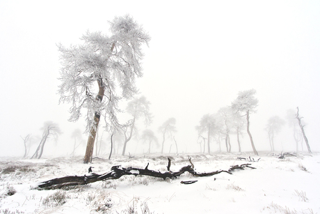 Misty Winterlandschap