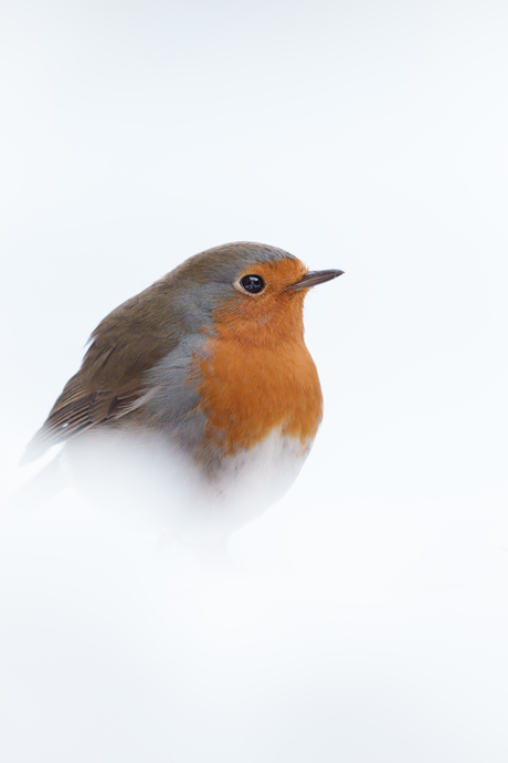 Snowy Robin