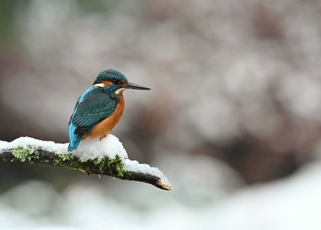 Winterstafereeltje voor de ijsvogel