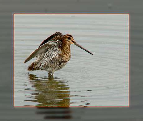 Watersnip