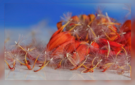 een dansende gerbera............................