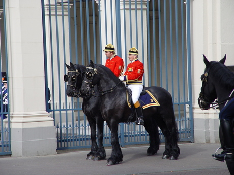 Paarden voor Paleis Noordeinde Den Haag