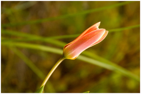 in de achtertuin