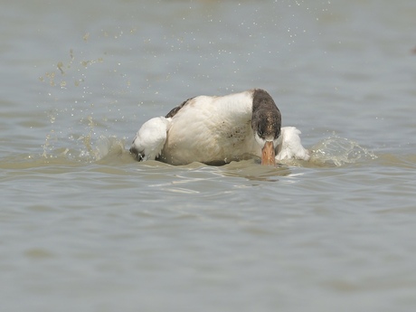  badderende juveniele bergeend 