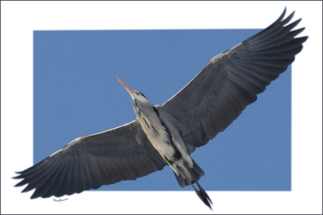 Blauwe reiger