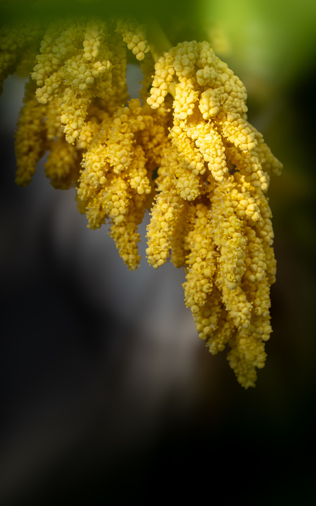 Palmbloem... 