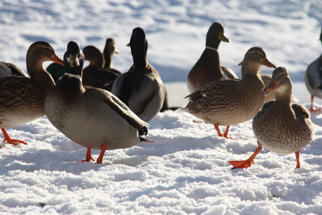 eend in de sneeuw