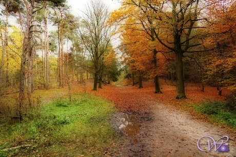 herfstkleuren