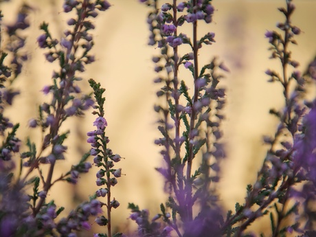 De heide in bloei 