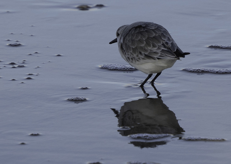 Drieteenstrandloper