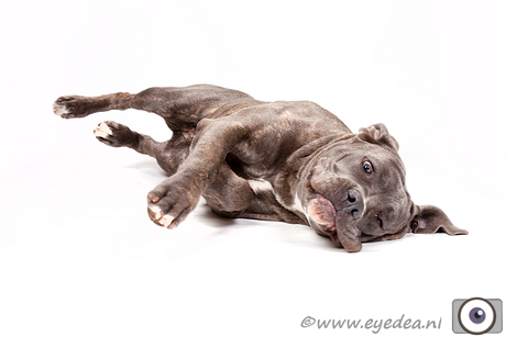 Cane Corso Proudly