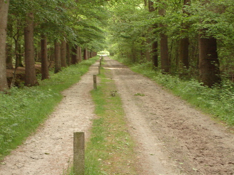 Een zandweg bij veenhuizen