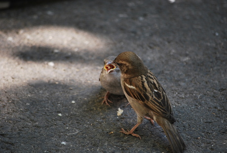 Breakfast time