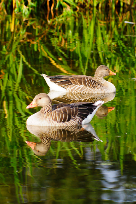 Eenden reflectie