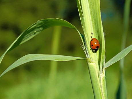 Ladybug and her beauty