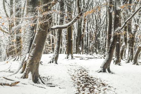 Speulderbos in winter