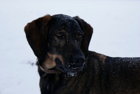 honden houden van sneeuw