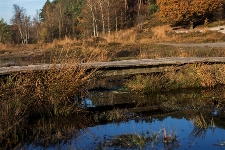 Rode-Beek, Brunssumerheide