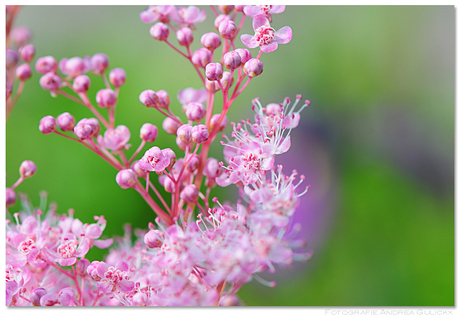 Filipendula-Moerasspirea