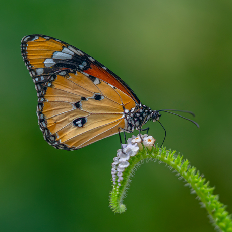 Monarchvlinder