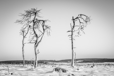 DE Hoge venen - Noir Flohay 