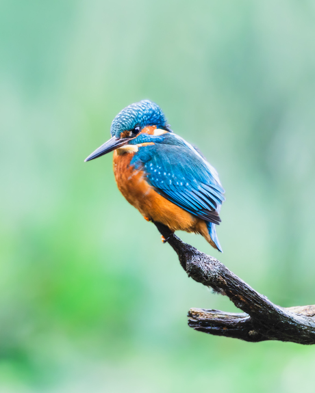 Kingfisher