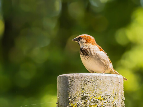 Mannetje Huismus