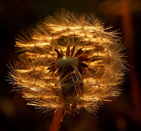 Blaasbloem bij ondergaande zon