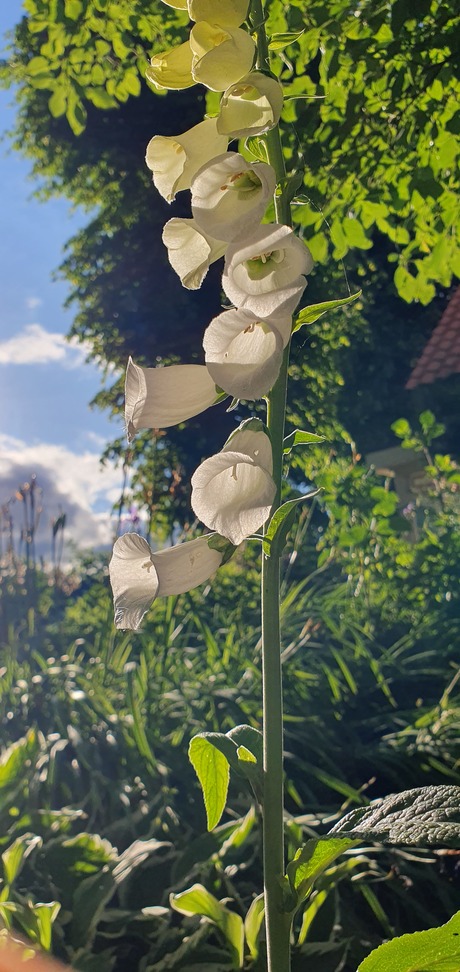 Vingerhoedskruid