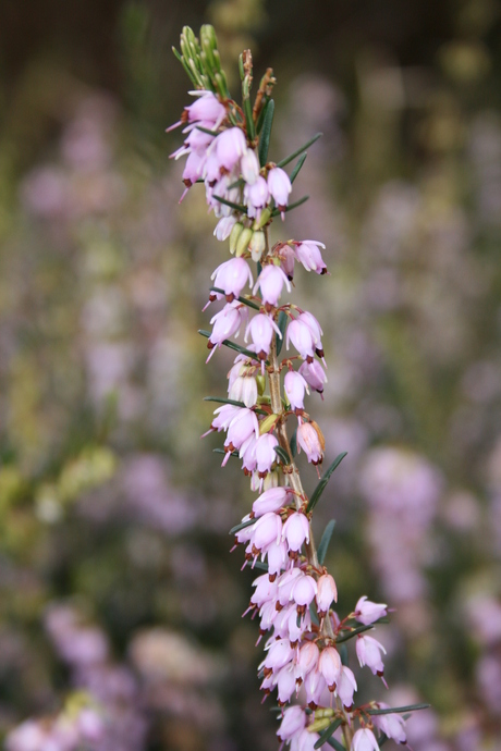 Bloemetje in het Schothorsterbos