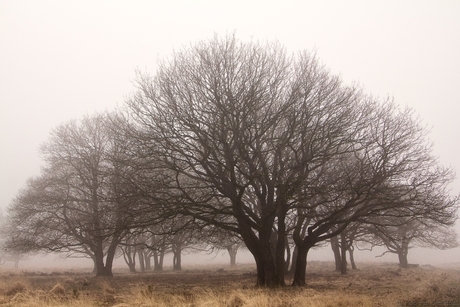 Bomen