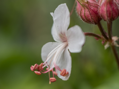 In de tuin 5