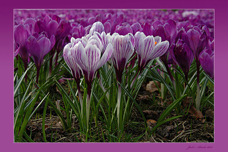 Een zee van crocussen