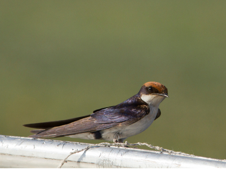 Wire tailed Swallow Botswana