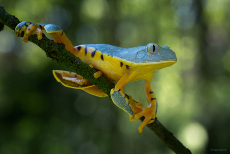 Splendid Tree Frog