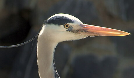 Reiger