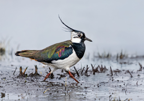 Een beetje haast ...