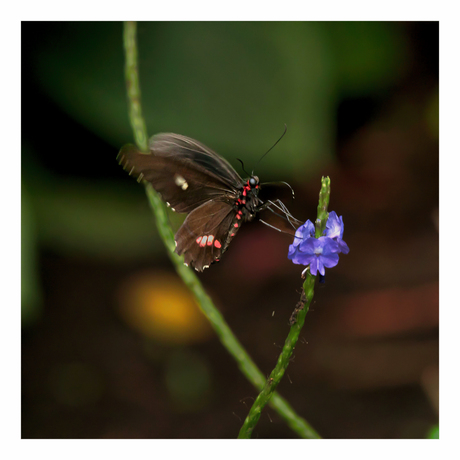 Parides iphidamas in vlucht