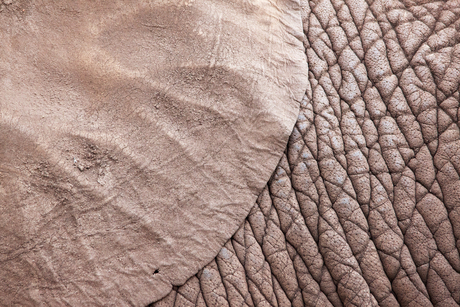 Afrikaanse olifant (1208) 2015-05-03