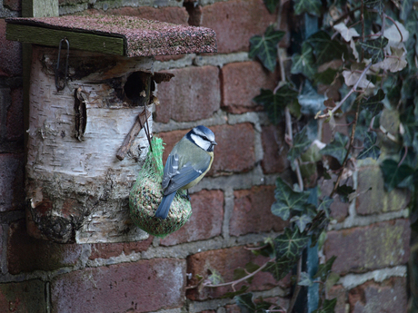 vogeltje