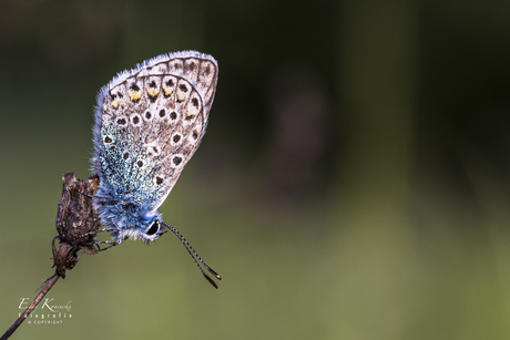 ICARUSBLAUWTJE POLYOMMATUS ICARUS
