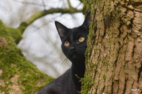 Panter in de boom