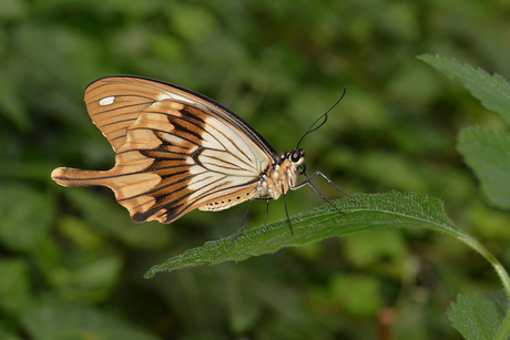 Papilio Dardanus