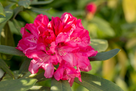 Rhododendron in de avondzon