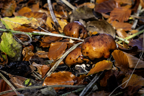 verborgen paddenstoelen