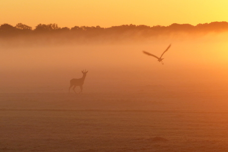 Ontmoeting in de mist