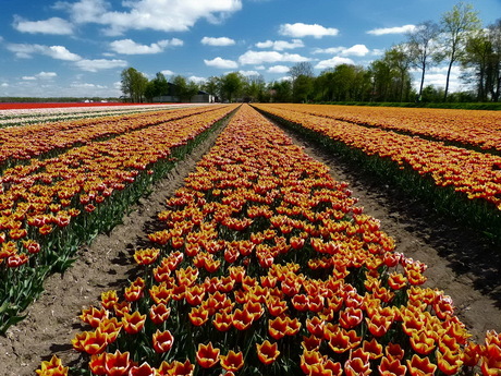 Tulpenveld.