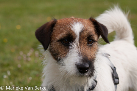 Jack Russel Bartje